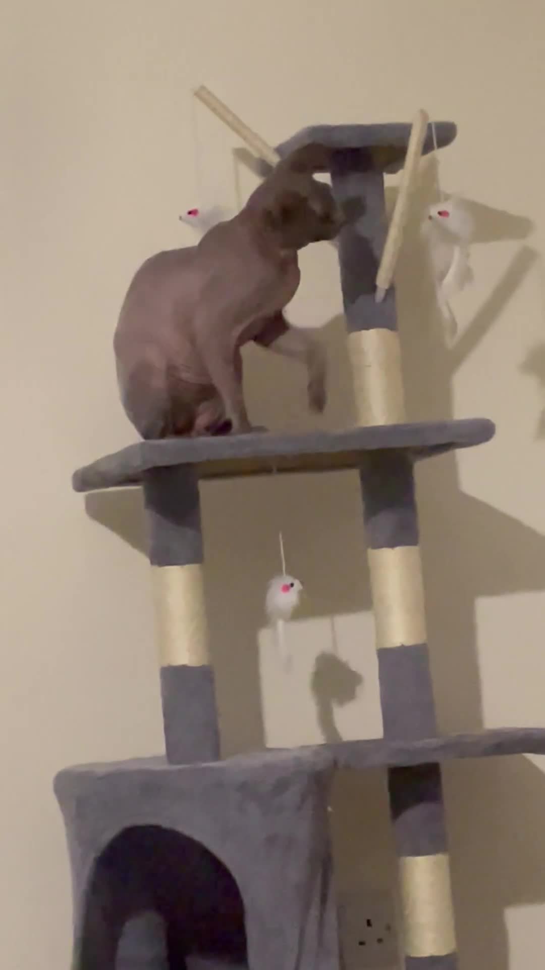 Sphynx cats for sale: Blue sphynx cat  - Video 2