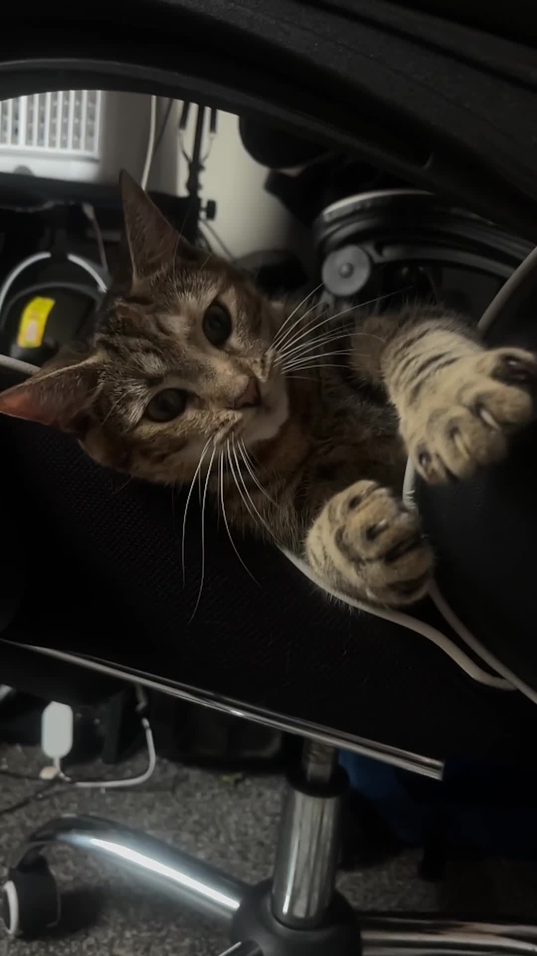 Domestic Shorthair cats for sale: British Domesticated Short Hair Tabby Cat - Video 1