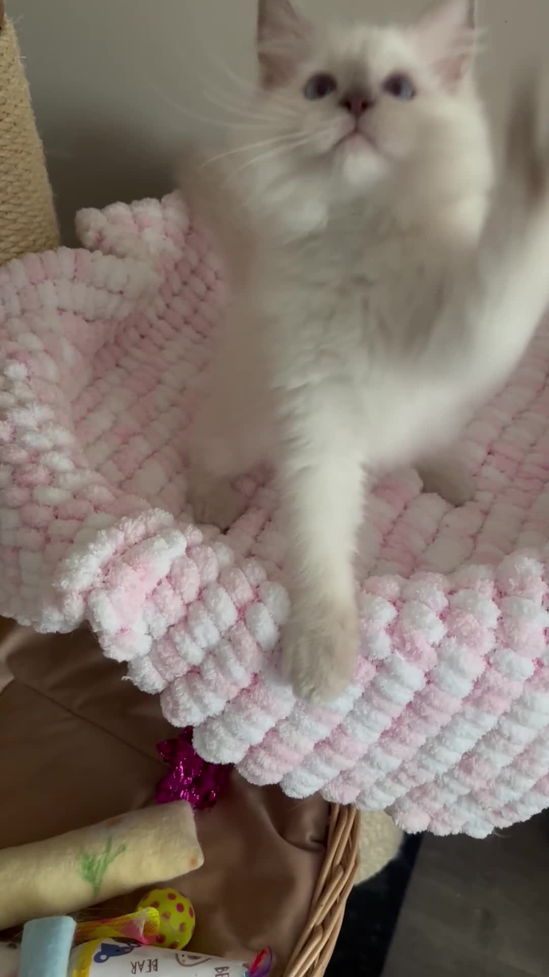 Ragdoll cats for sale: Gorgeous Blue  gccf kittens available 💜💜💜 - Video 1
