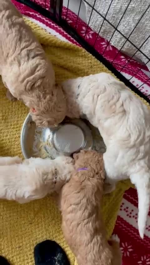 Standard Poodle dogs for sale: Standard Poodle Puppies Looking for Their Families - Video 4