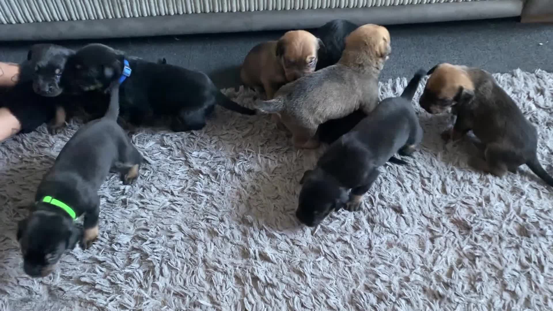 Mixed Breed dogs for sale: ROTTWEILER cross bullmastiff  - Video 1