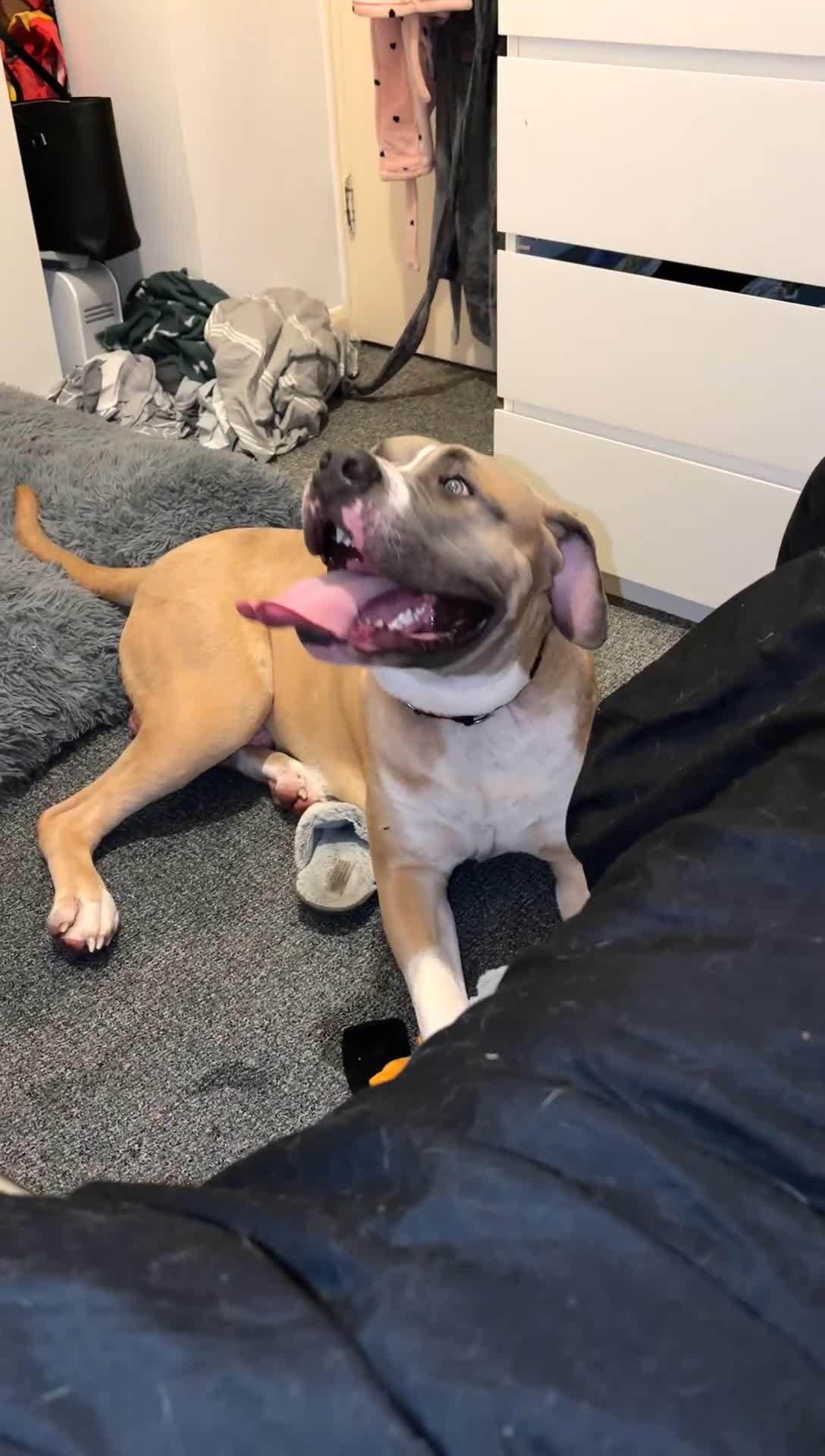 Mixed Breed dogs for sale: Blaze  - Video 2