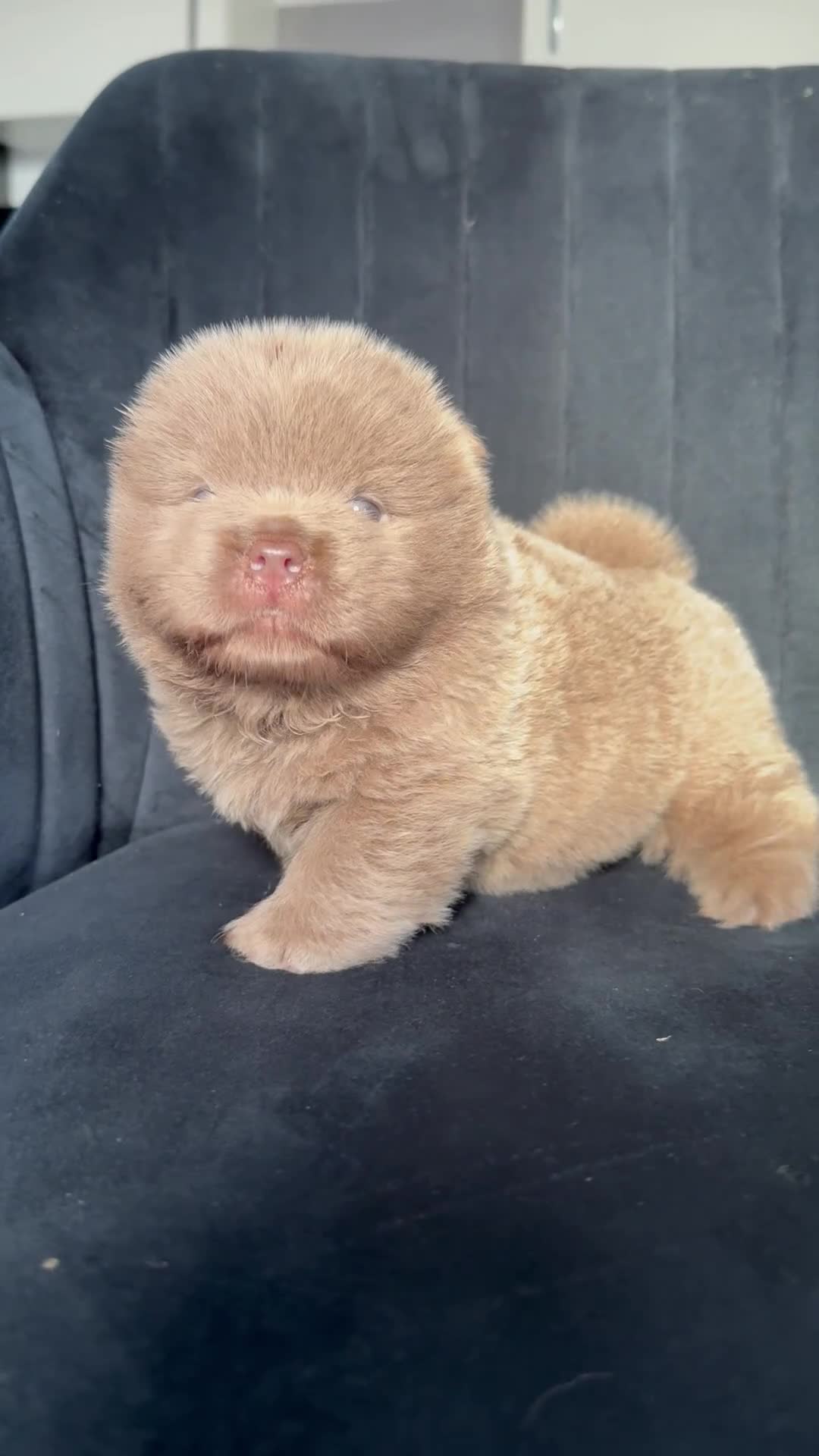 Chow Chow dogs for sale: 2 chow chow baby’s available  - Video 2