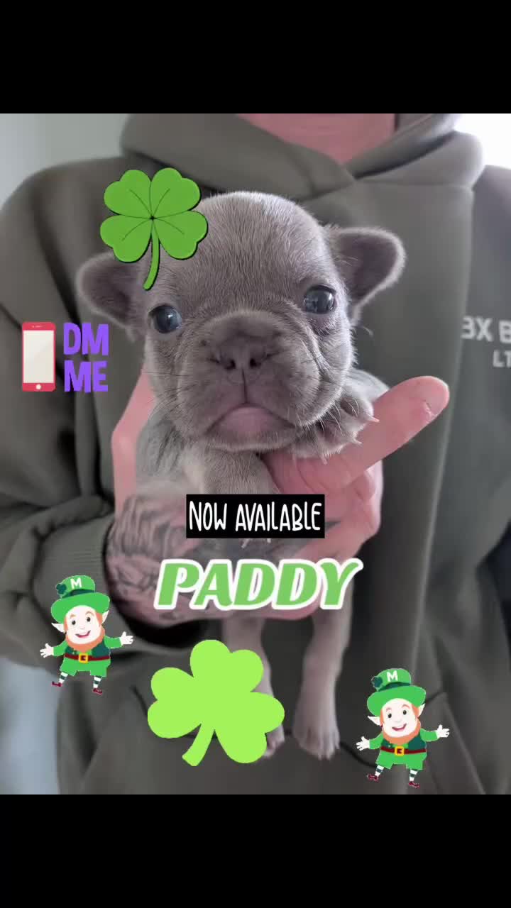 French Bulldog dogs for sale: ⭐️Gorgeous French Bulldog Puppies⭐️ - Video 5