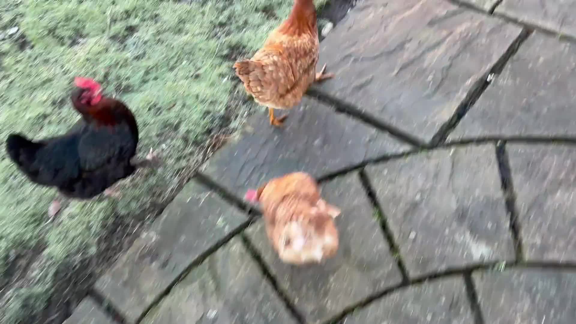 Mixed Breed birds for sale: Chicken and coop for sale in Birmingham - Video 1