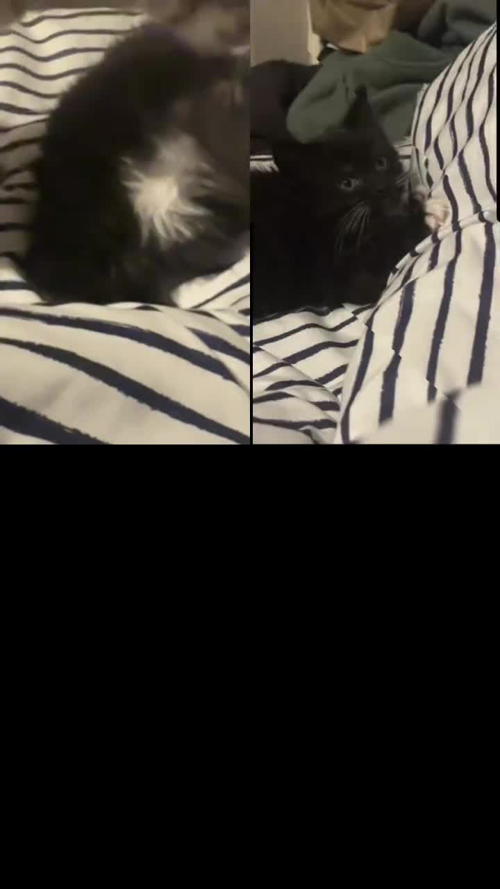 Ragcoon cats for sale: Ragdoll cross - Video 2