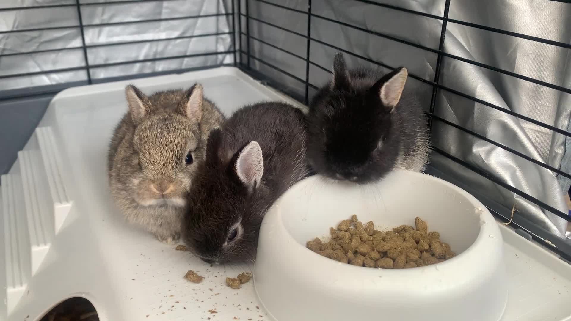 Netherland Dwarf rabbits for sale: Gorgeous Netherland Dwarf Rabbits - 3 left 🐰 - Video 1