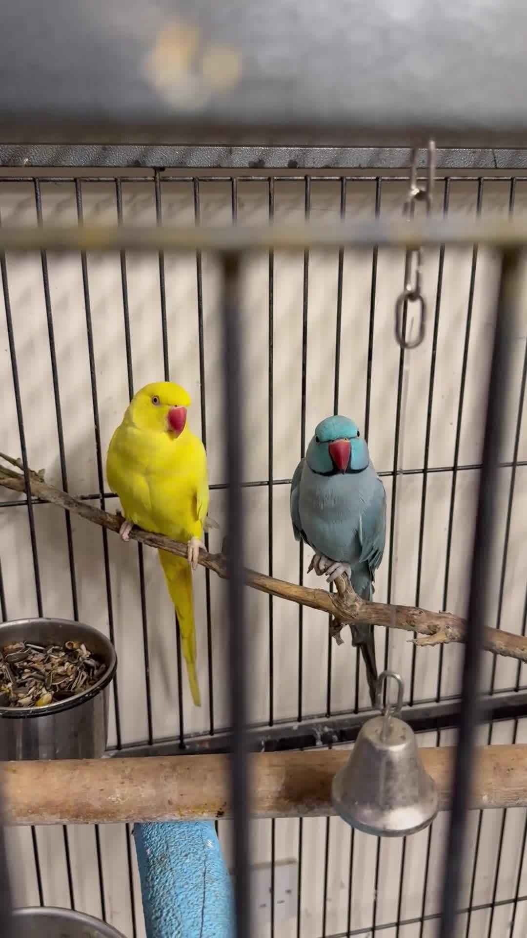 Ringnecks birds for sale:  for sale pair£400 No cage only birds for sale - Video 1