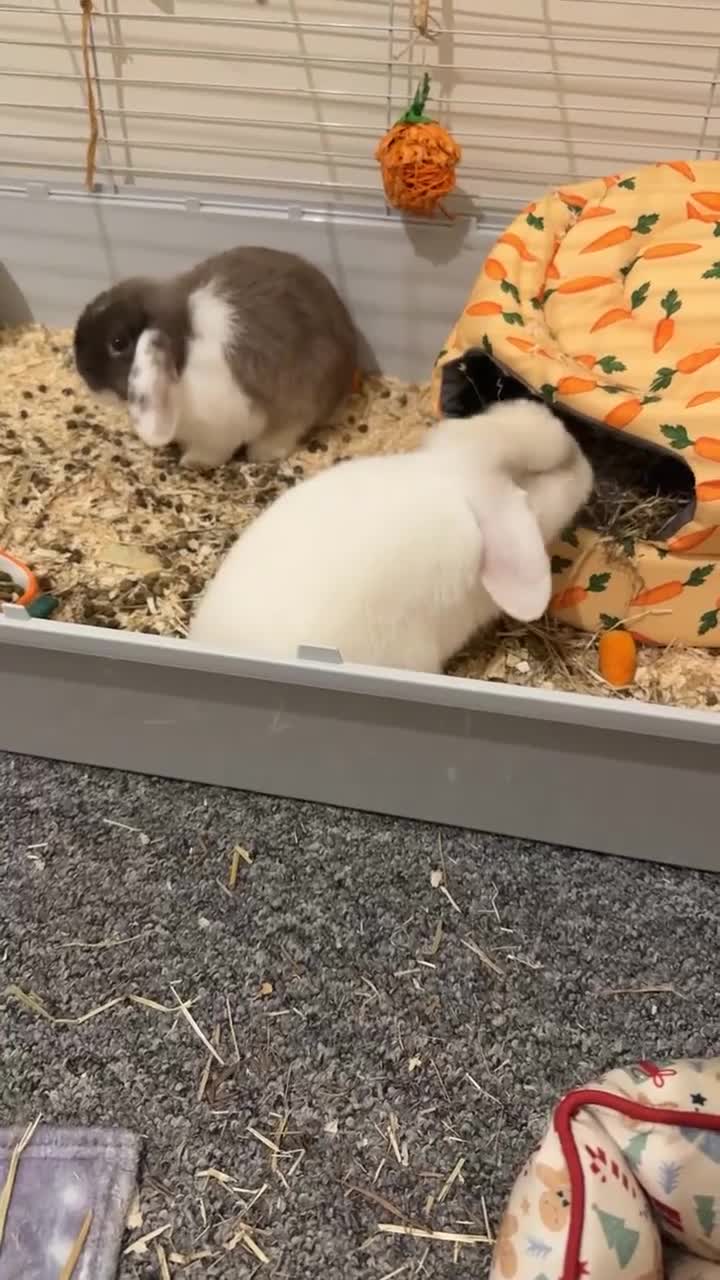 Mixed Breed rabbits for sale: Two rabbits - Video 1