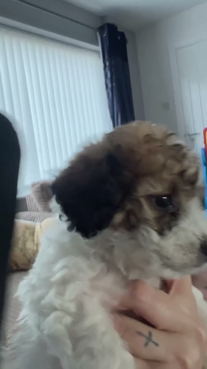 Mixed Breed dogs for sale:  COCKERPOOCHON PUP LOOKING FOR THEIR FOREVER HOMES in Newark - Video 1