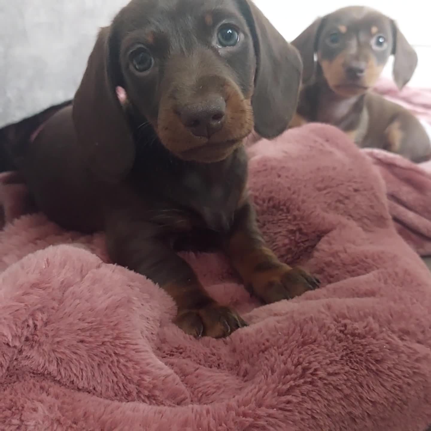 Miniature Dachshund dogs for sale: ALL HEALTH CHECKED CHOCOLATE AND TAN GIRL - Video 1
