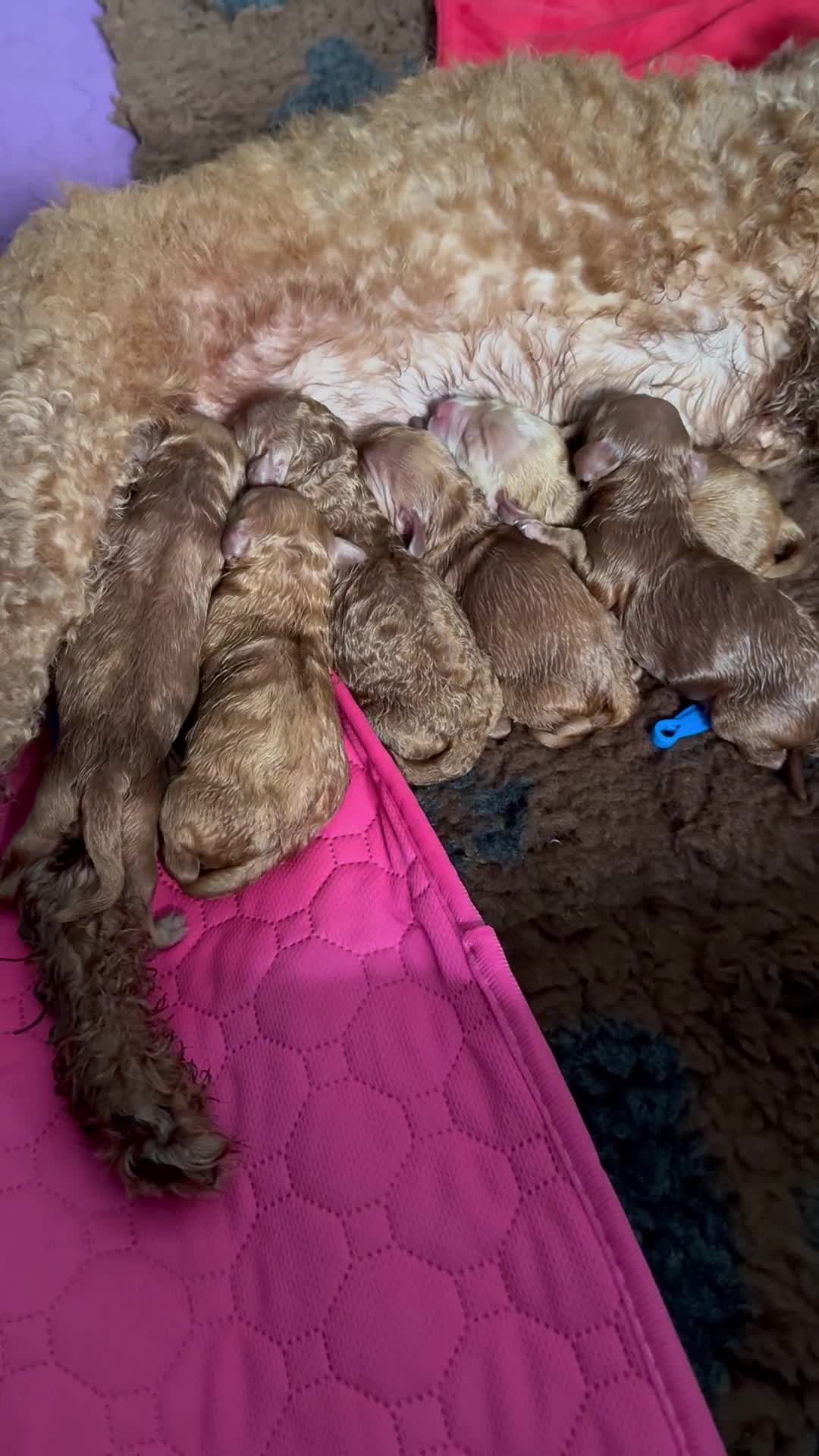 Cockapoo dogs for sale: Beautiful cockapoo puppies  - Video 1