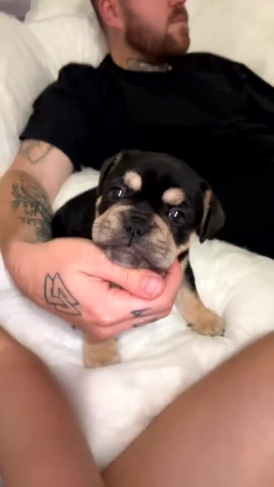 French Bulldog dogs for sale: French bulldog pup - Video 1