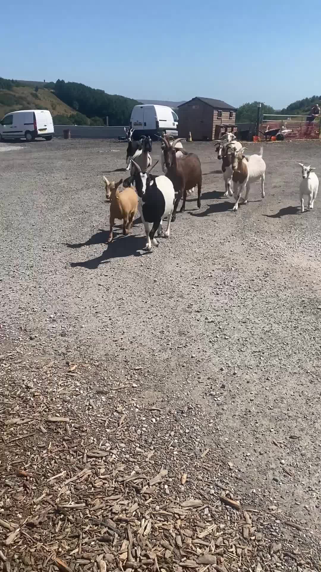 Goats livestock for sale: Goats for sale  in Bolton - Video 2