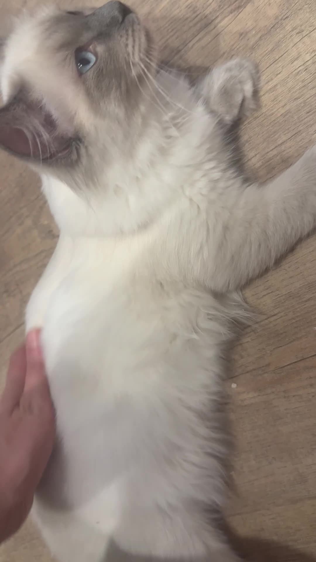 Ragdoll cats for sale: Beautiful ragdoll babies! 😻😻😻 - Video 2
