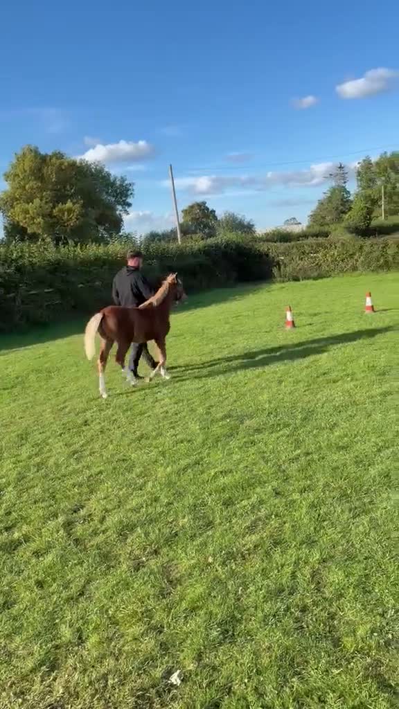 Welsh Section C horses for sale: Section C colt foal  - Video 1