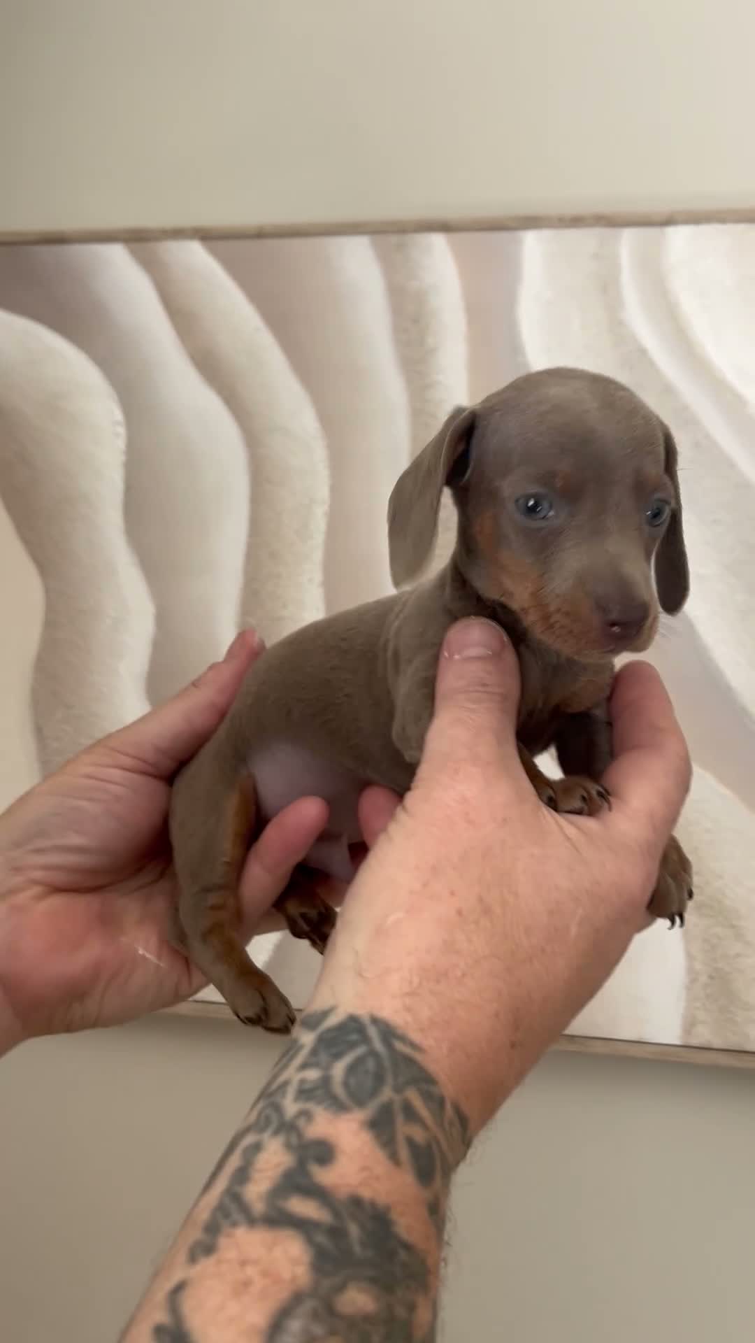 Miniature Dachshund dogs for sale: MINIATURE DACHSHUND PUPPIES FOR SALE - Video 3
