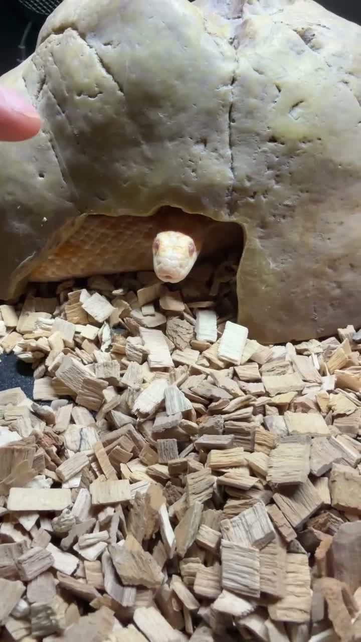 Corn Snake reptiles for sale: Male corn snake 13/12/22 need gone ASAP - Video 1