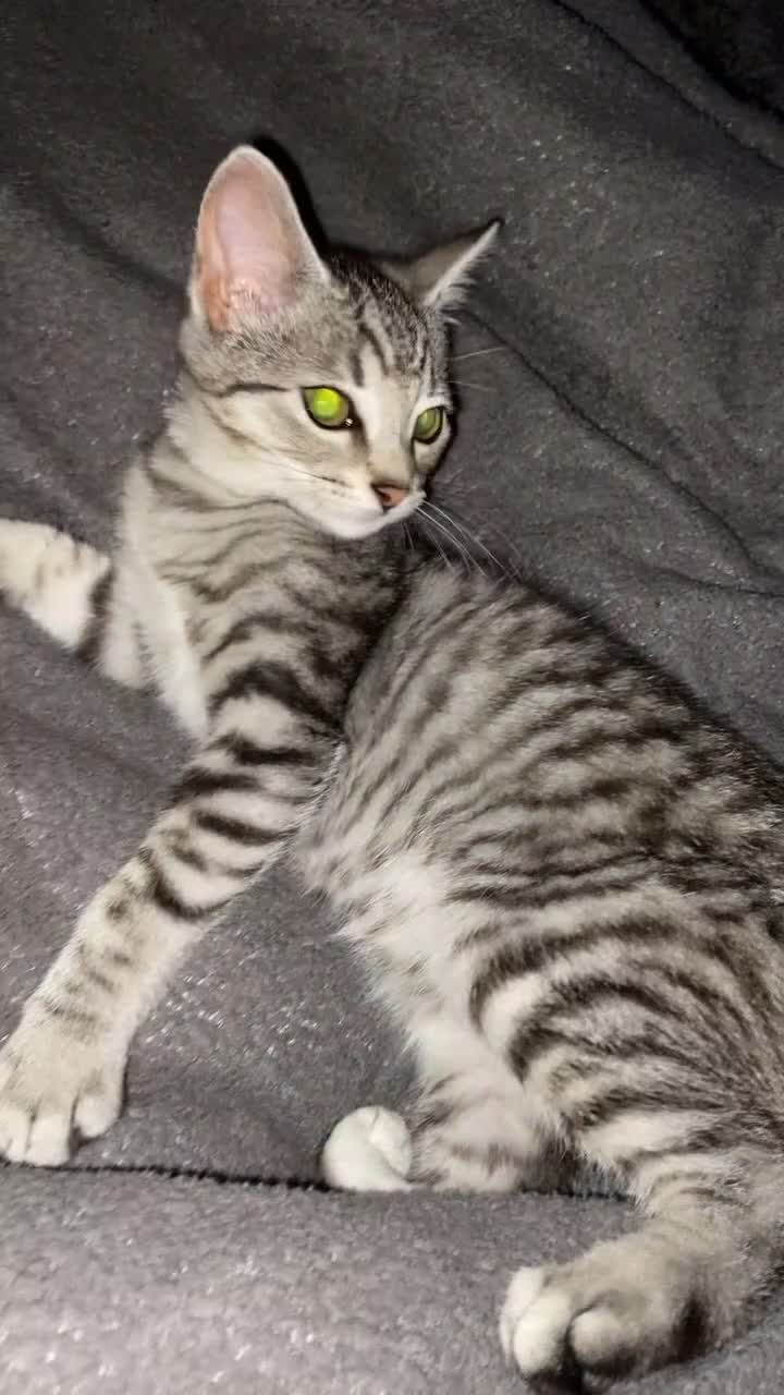 Mixed Breed cats for sale: Female kitten for sale in Rhyl - Video 1