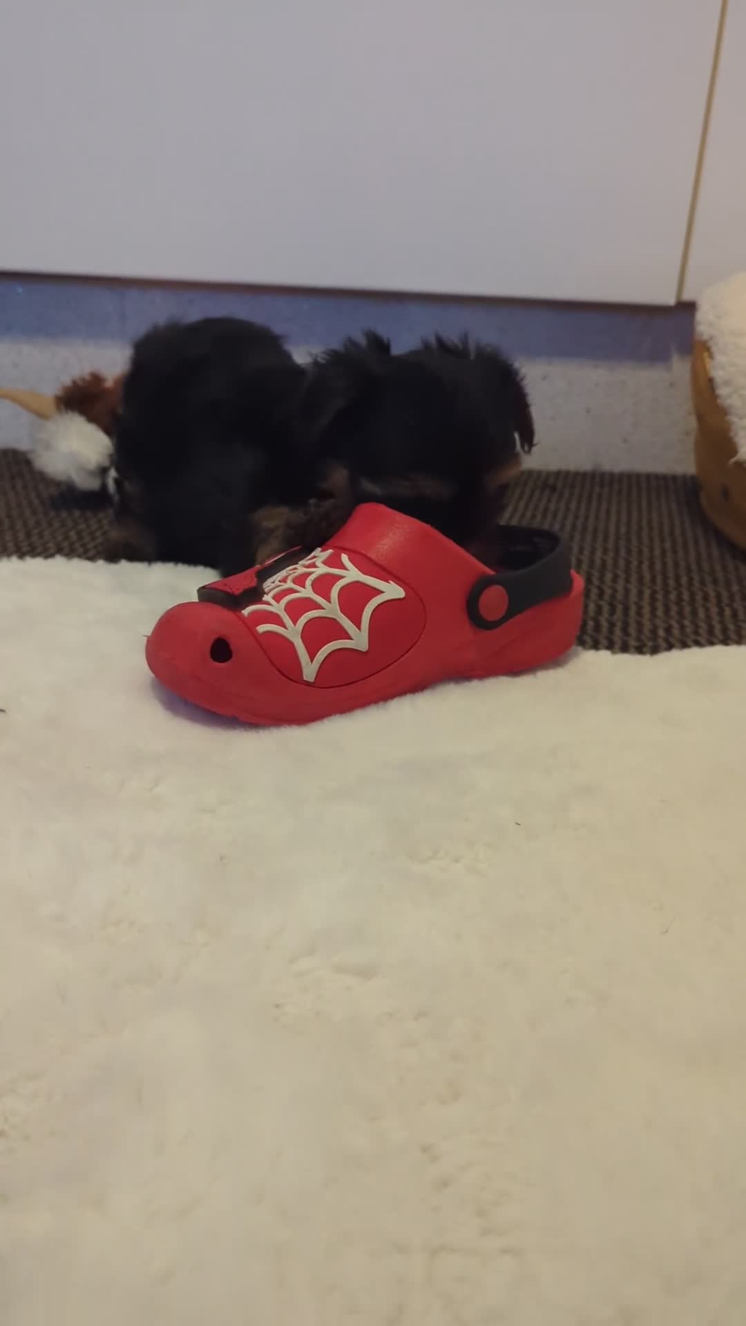 Yorkshire Terrier dogs for sale: Adorable Yorkshire terrier puppies available  - Video 4