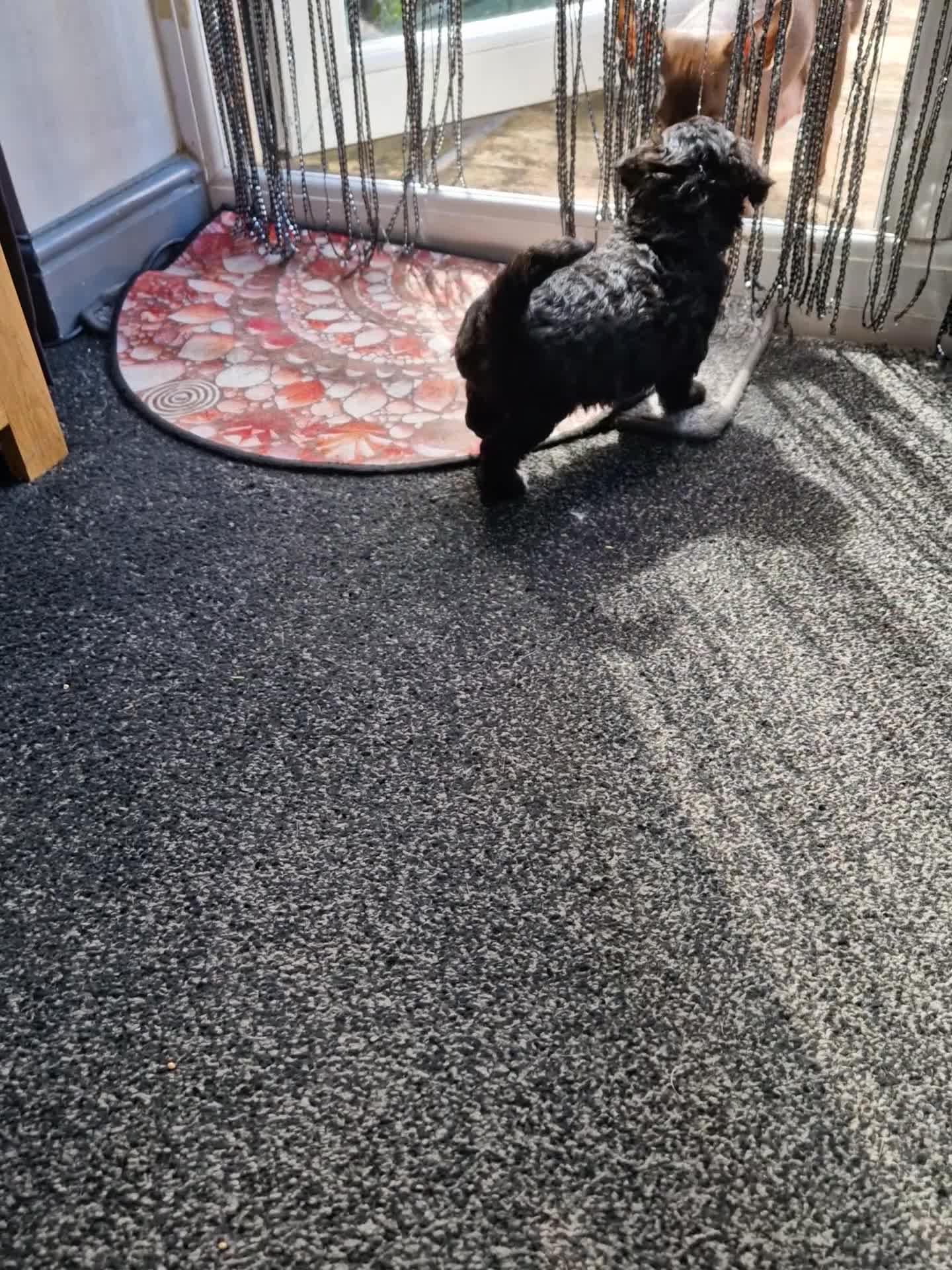 Mixed Breed dogs for sale: Cockapoo × chihuahua puppies - Video 3