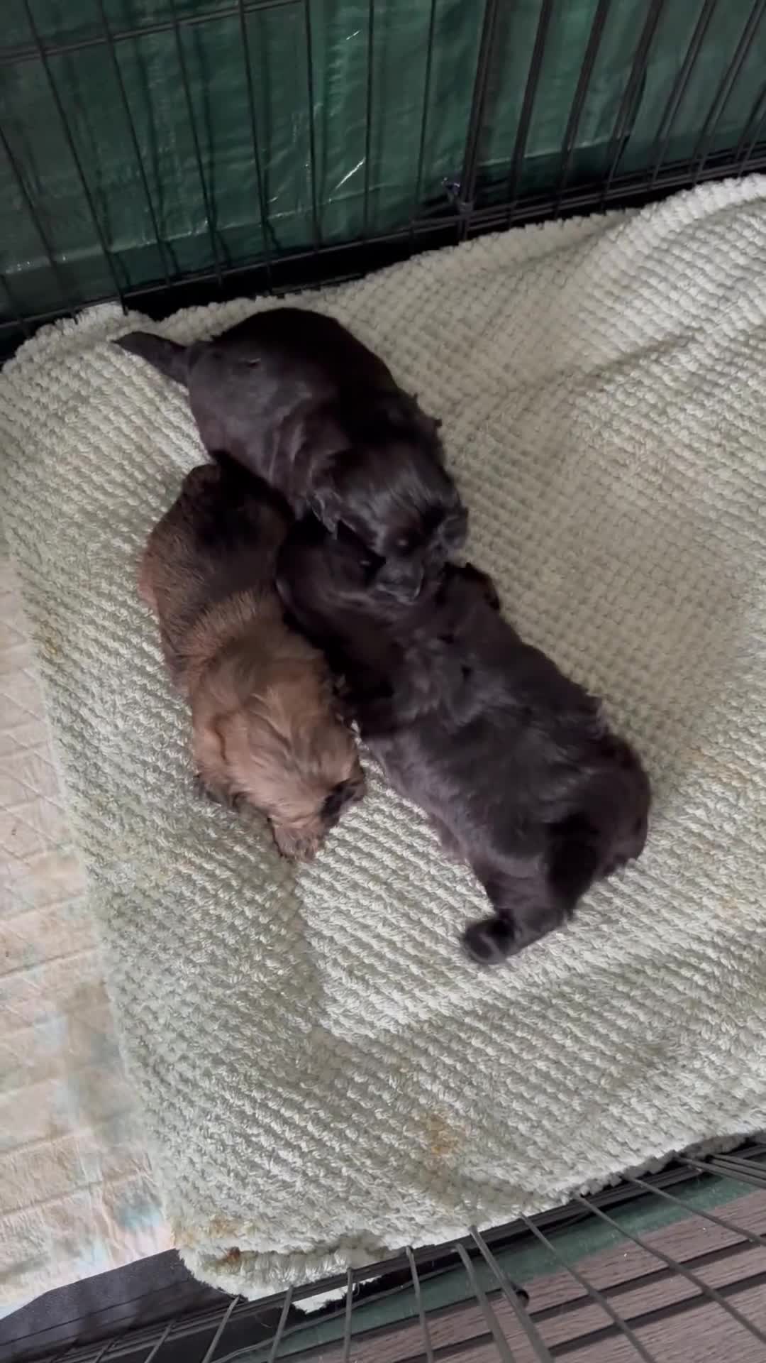 Shih Tzu dogs for sale: Shih Tzu pups 2 girls 1 boy in Middlesbrough - Video 1
