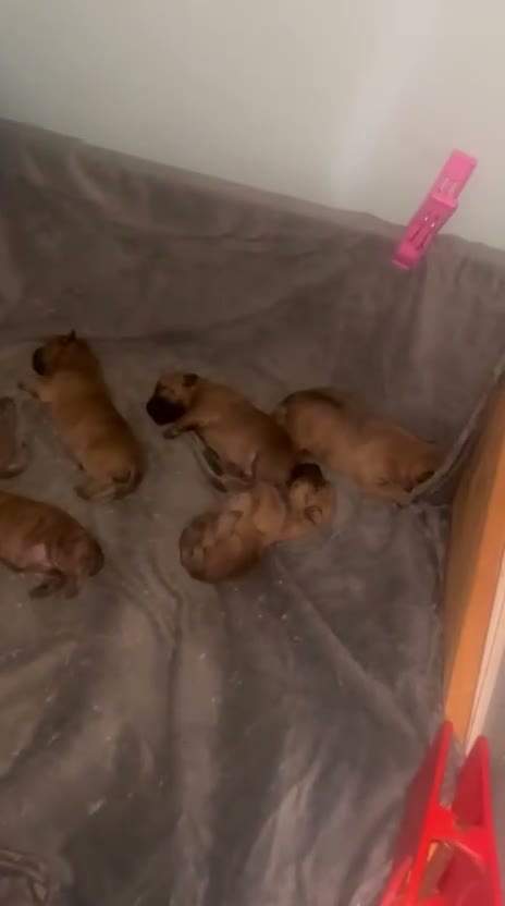 Cairn Terrier dogs for sale: Beautiful cairn terrier puppies - Video 1