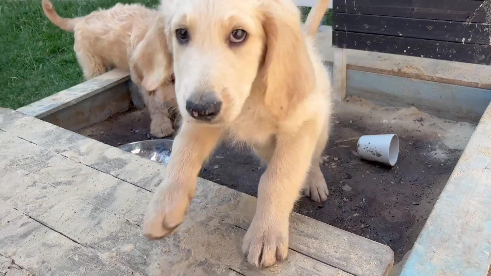 Goldendoodle dogs for sale: LAST THREE! Golden doodle pups from a loving home - Video 1