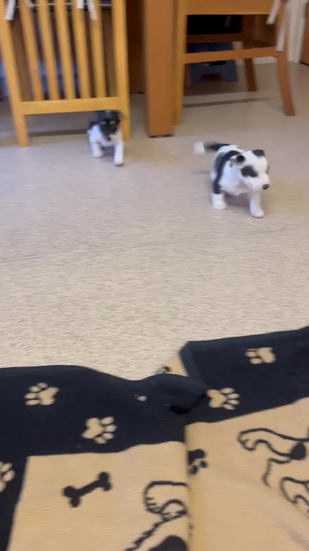 Jack Russell dogs for sale: Jack Russell pups in Melksham - Video 1