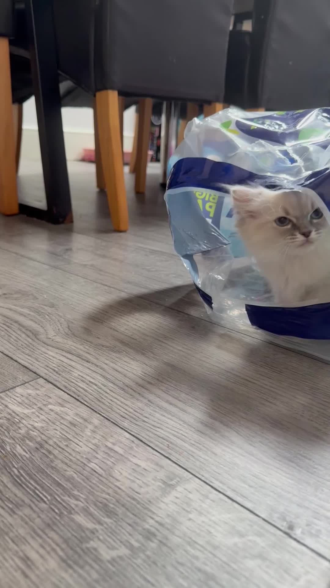 Ragdoll cats for sale: ***Last little girl***ready next week*** - Video 2