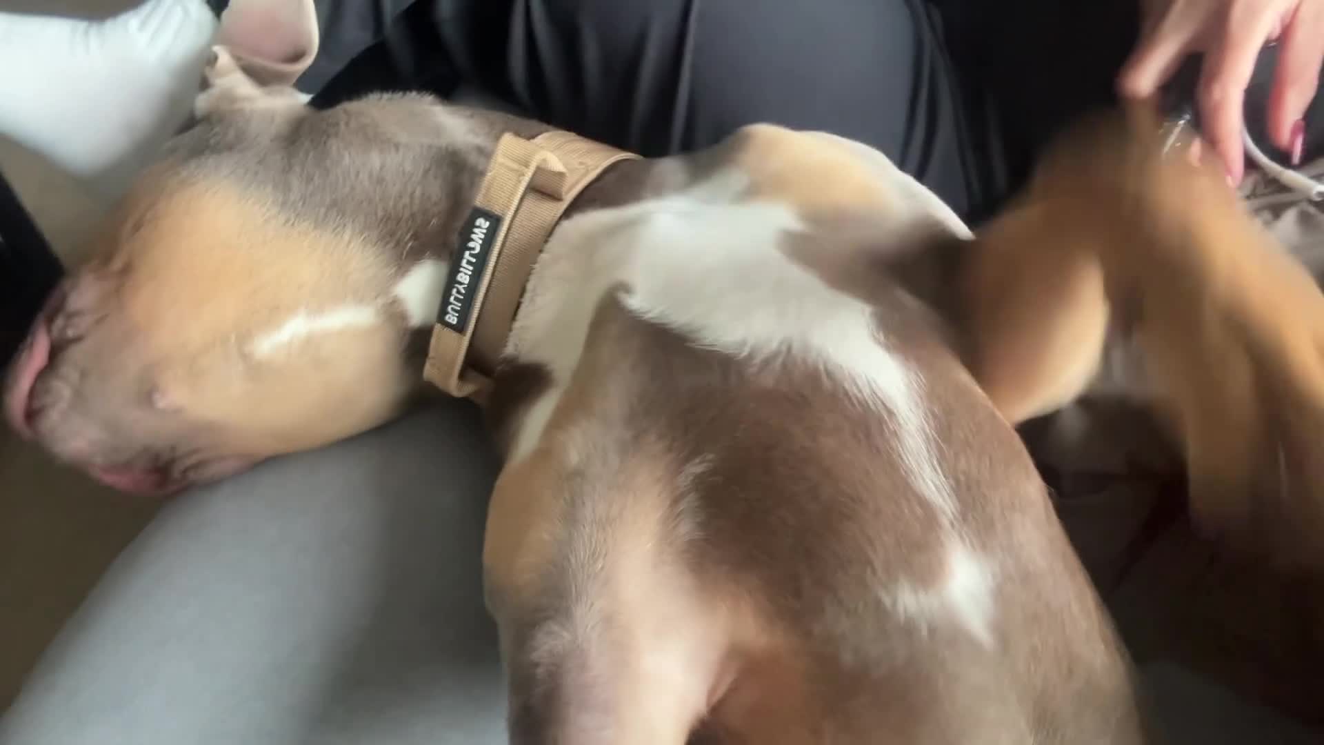 Mixed Breed dogs for sale: 6 months bulldog x staffy  - Video 4