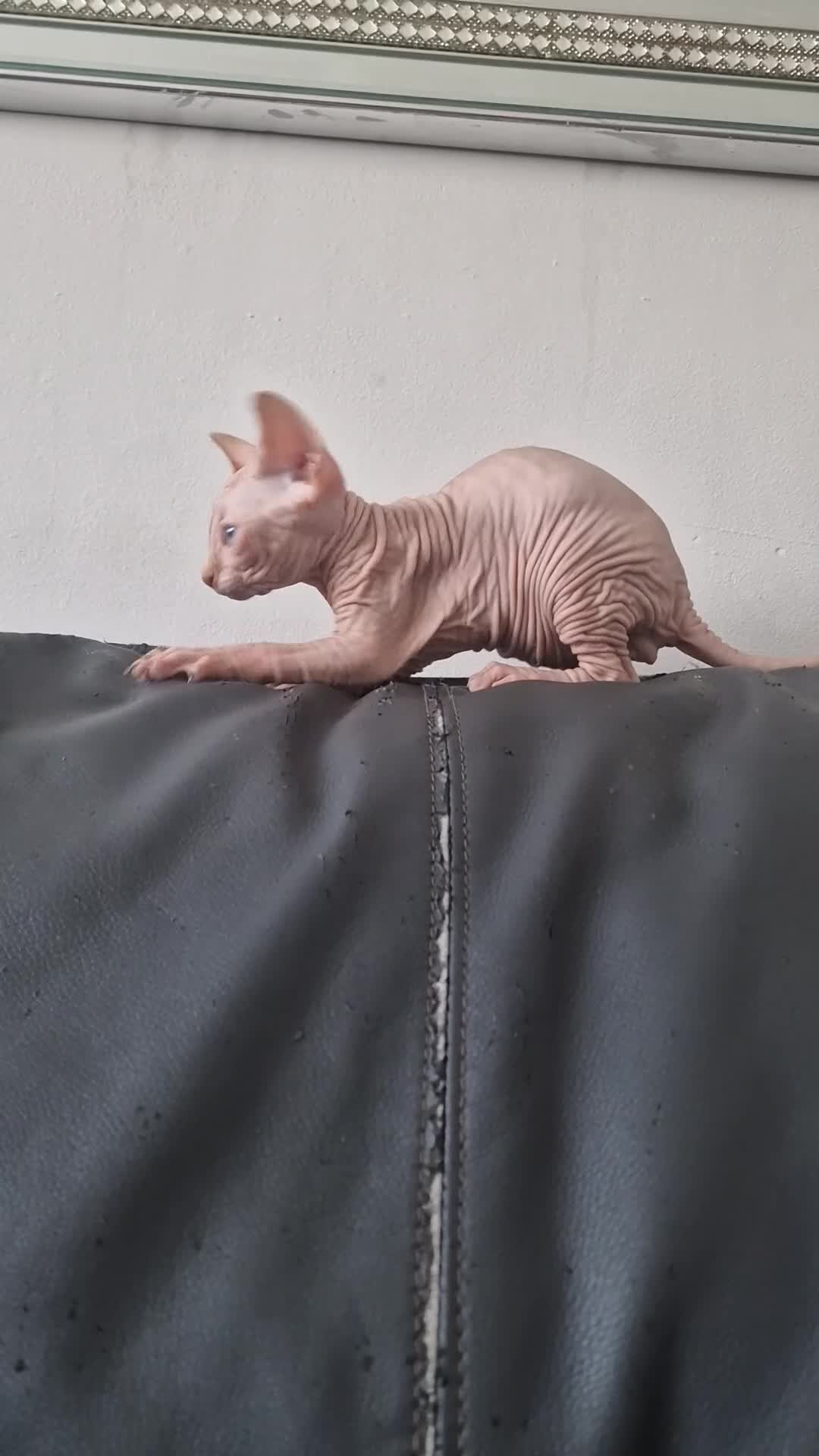 Sphynx cats for sale: Canadian Sphynx Kittens Looking for Loving Homes  - Video 1