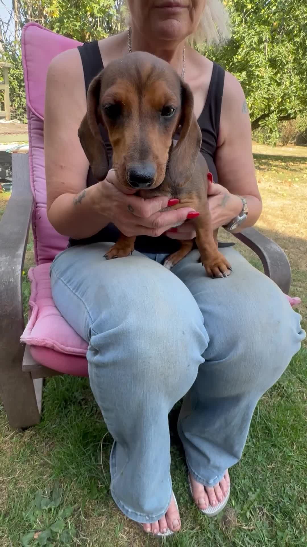 Miniature Dachshund dogs for sale: True to breed these little dachshunds  - Video 2