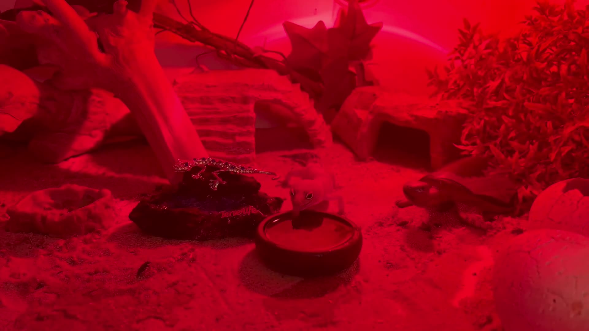 Leopard Gecko reptiles for sale: Leopard gecko looking for a new home! - Video 1