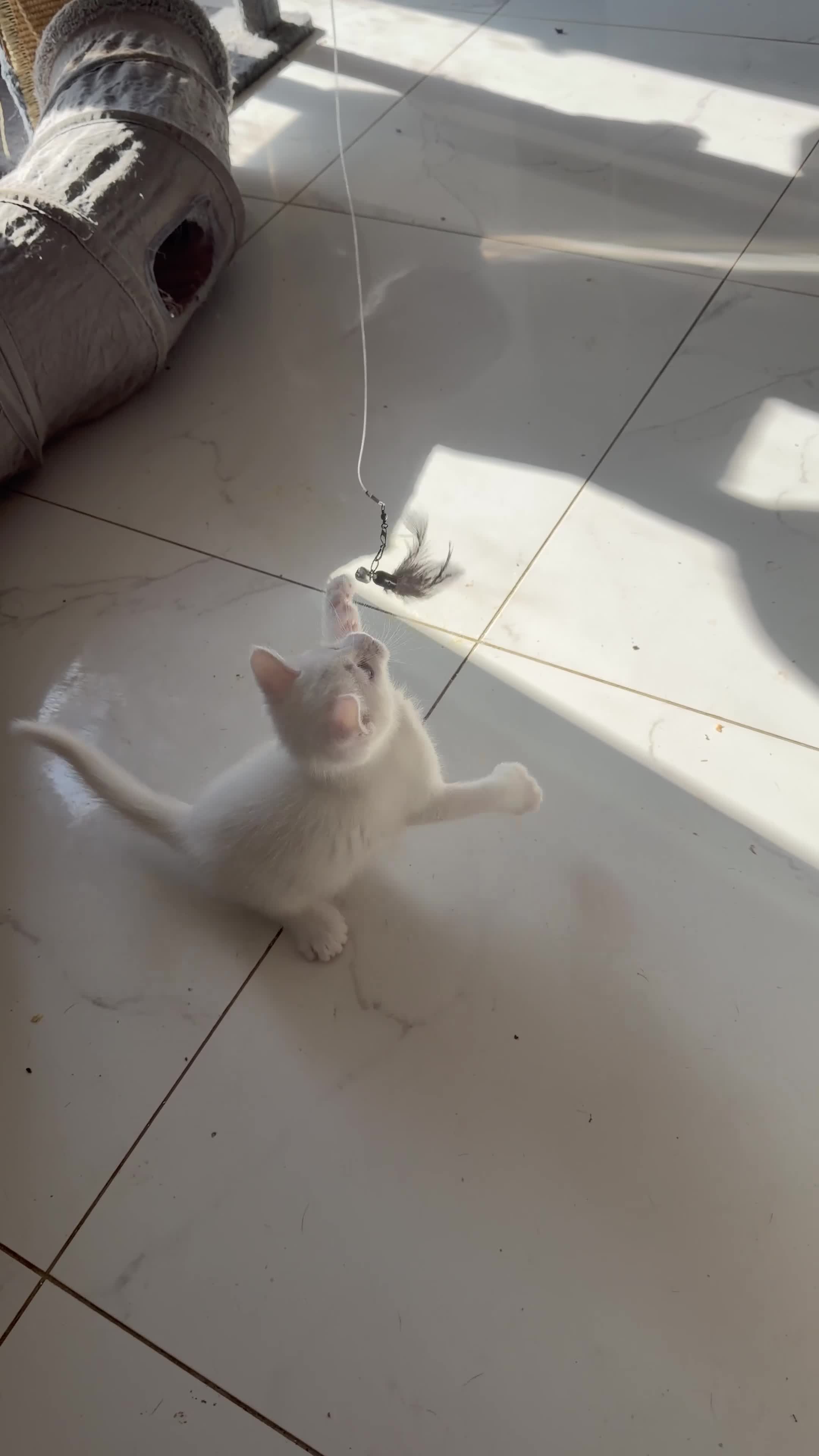 Maine Coon cats for sale: White Polydactyl Female Kitten – Maine Coon Type  - Video 1