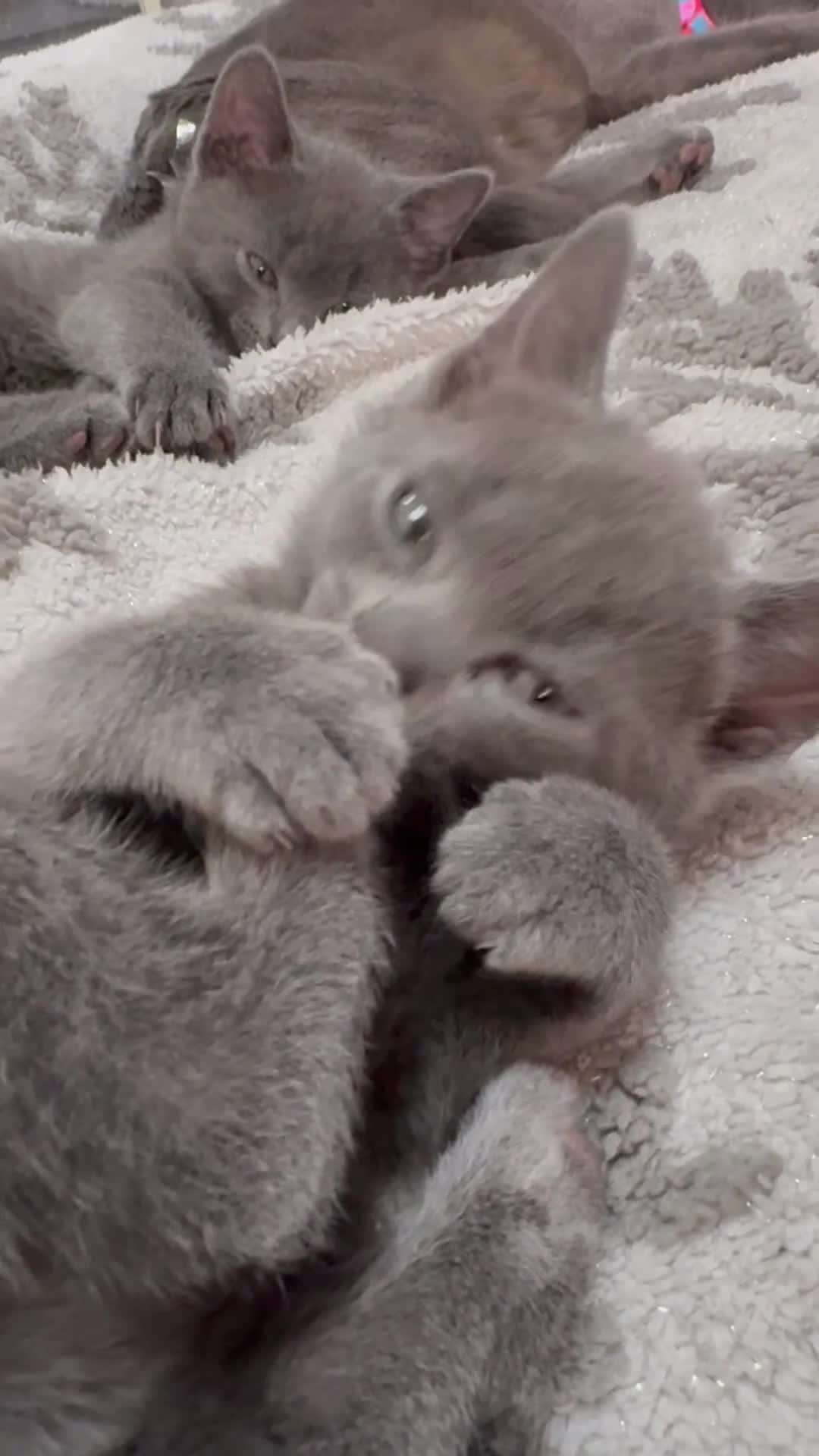 Russian Blue cats for sale: Blue Russian kittens - Video 5