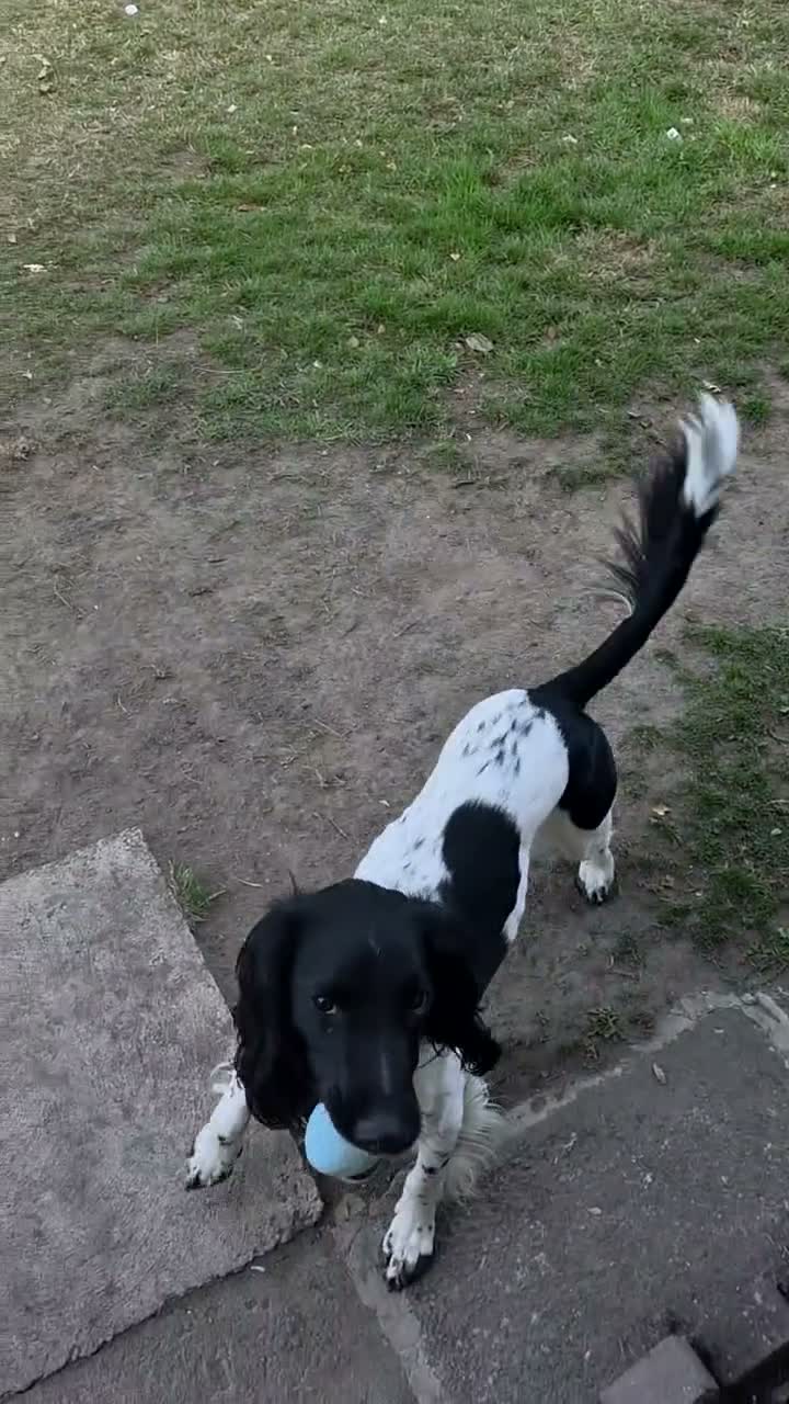 English Springer Spaniel dogs for sale: Mr stephen woodcock - Video 3