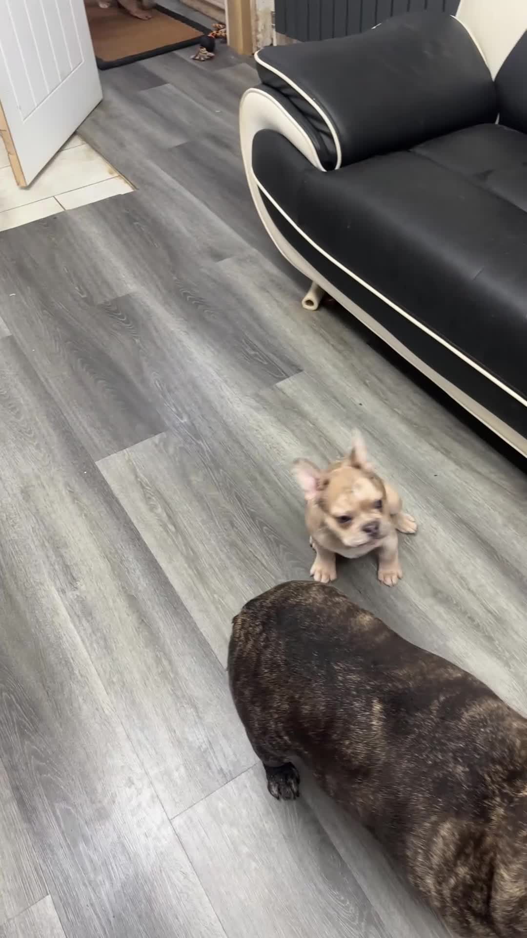 French Bulldog dogs for sale: French bulldog in Havant - Video 1