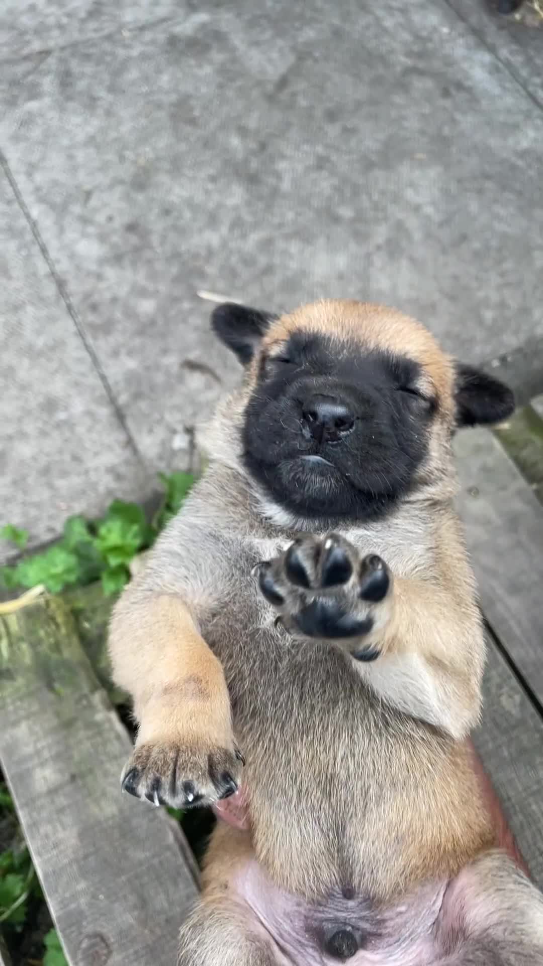 Belgian Shepherd Dog dogs for sale: Stunning Pure Belgian Malinois Pups - Video 1