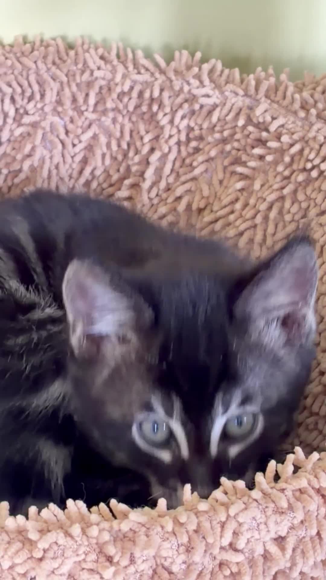Maine Coon cats for sale: Champion XL Russian Maine coon X GCCF bengal - Video 2