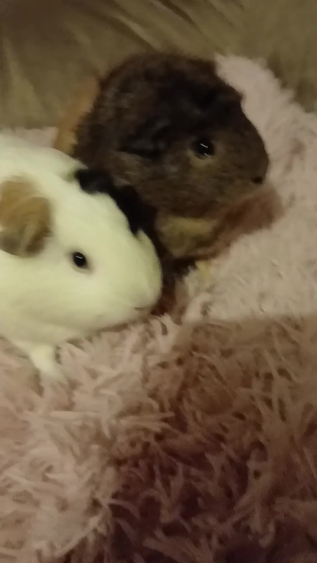 Guinea Pig rodents for sale: Two female guinea pigs - Video 1