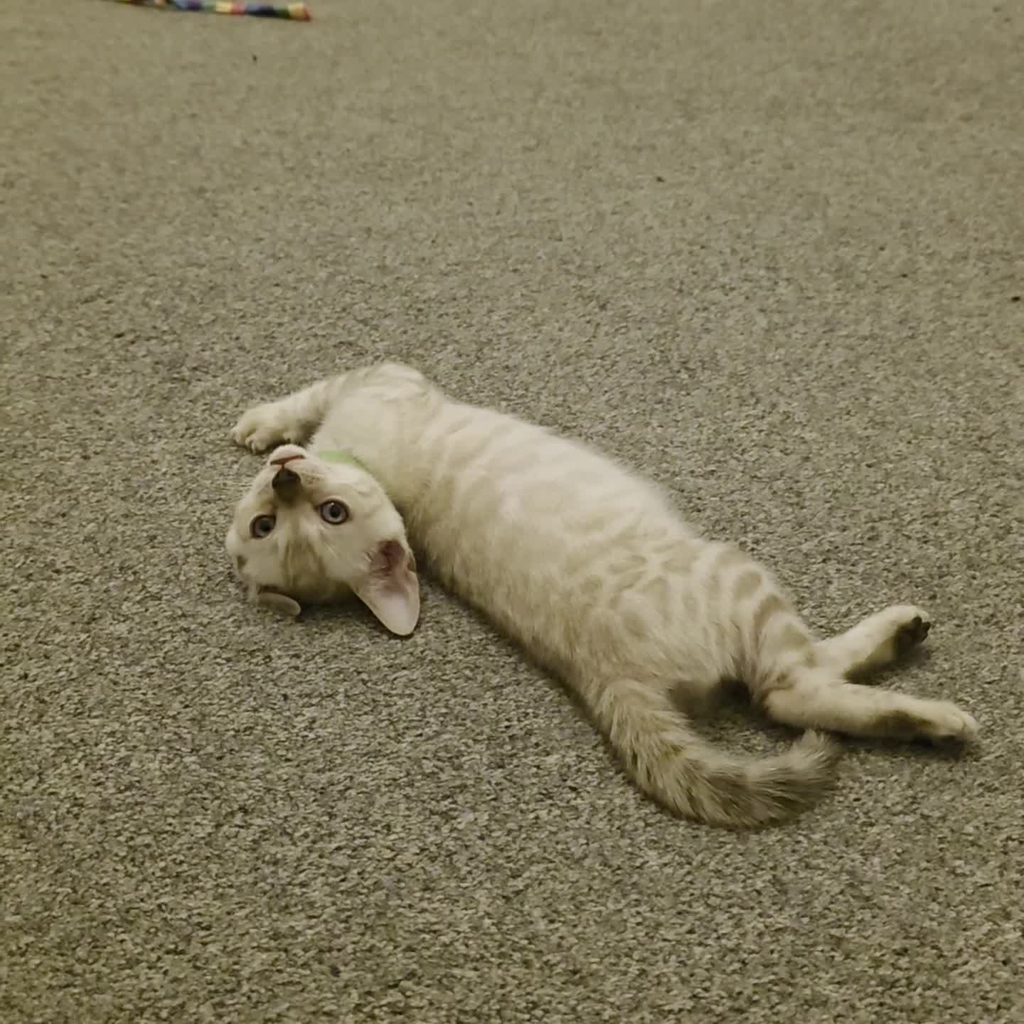 Bengal cats for sale: SNOW BENGALS TICA ACTIVE - Video 1