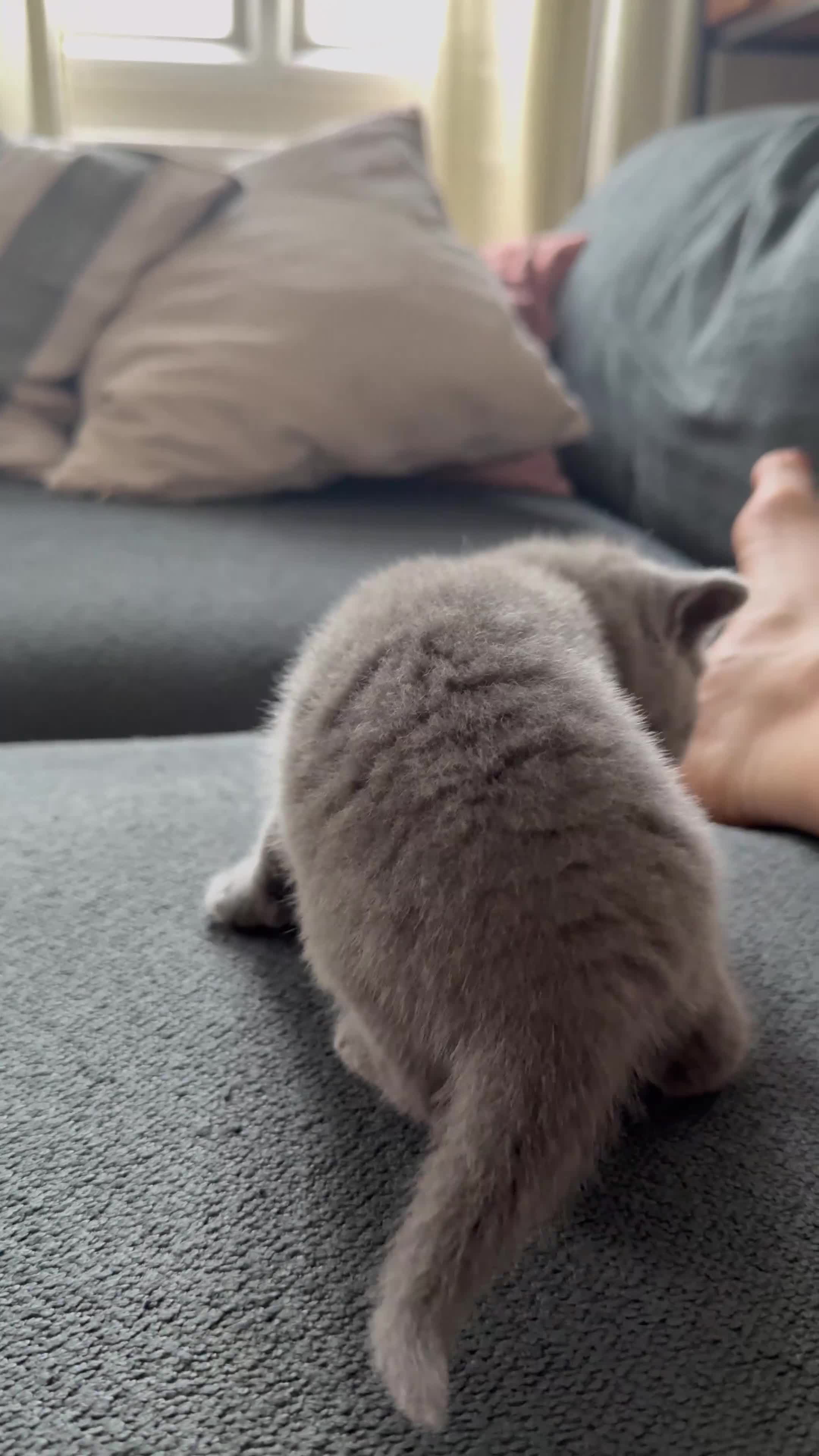 British Shorthair cats for sale: 4 BSH in London - Video 3