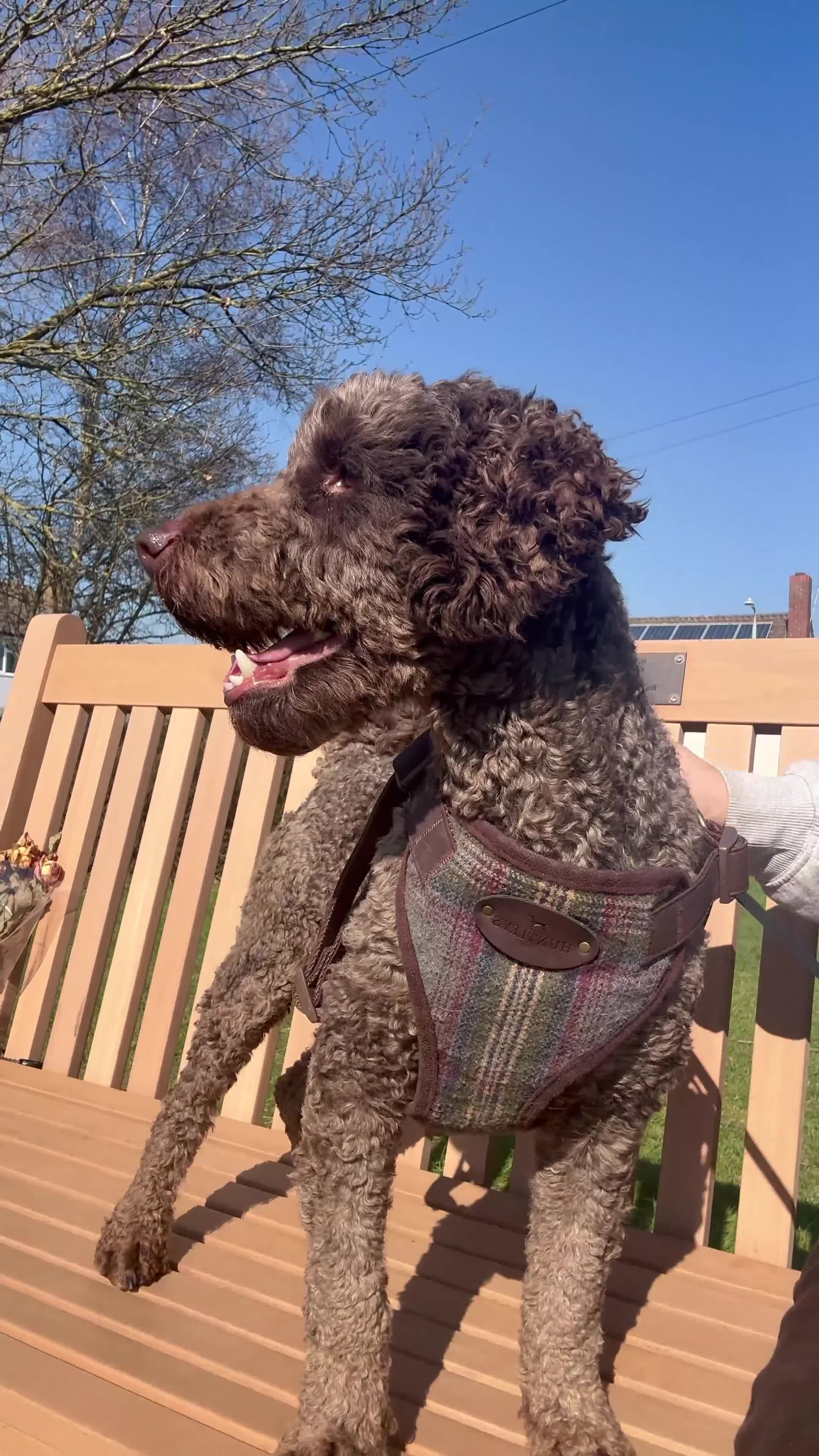 Poodle dogs for sale: 🐾 Loving Home for My Beautiful Pedigree Dog 🐾 - Video 1