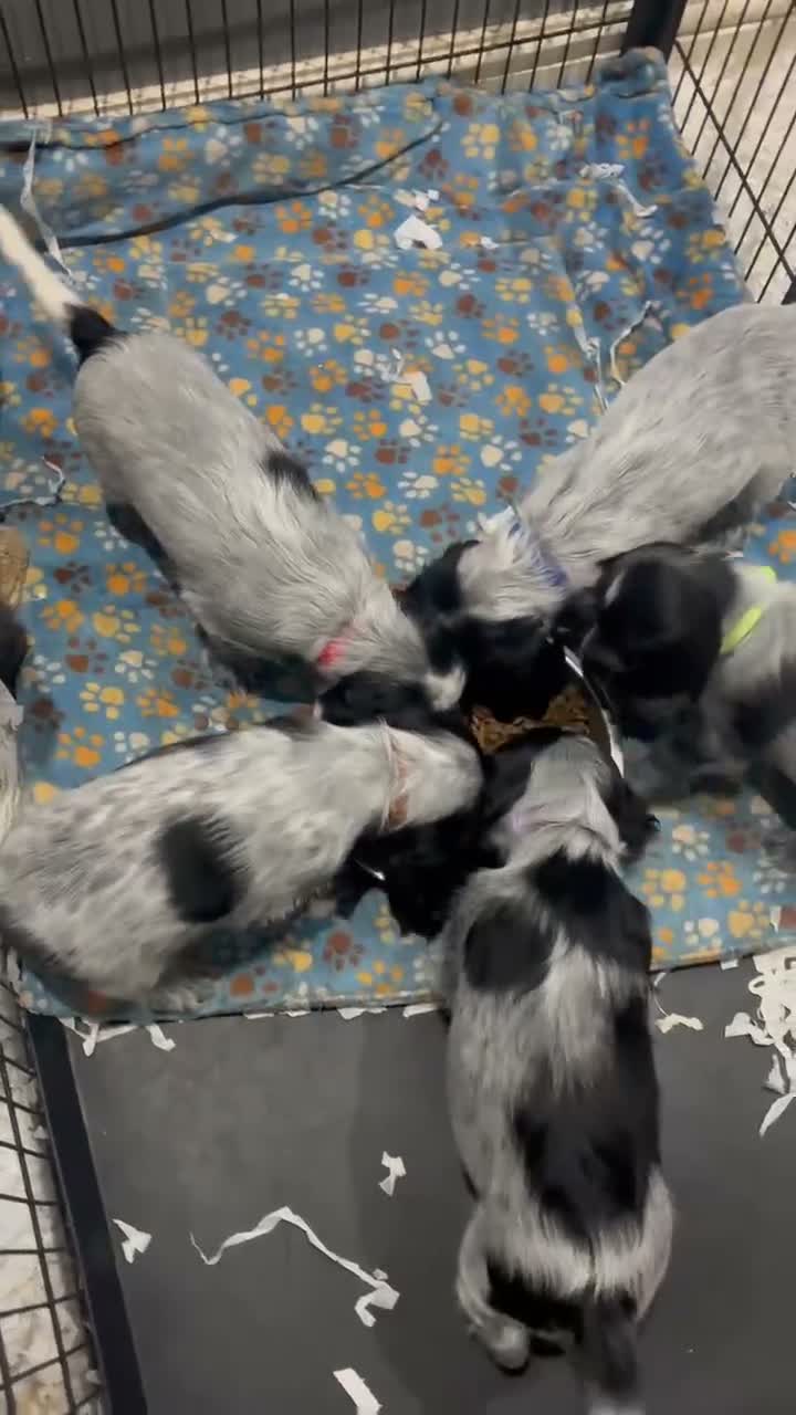 Cocker Spaniel dogs for sale: Show Cocker Show Quality DNA Tested Parents  - Video 1