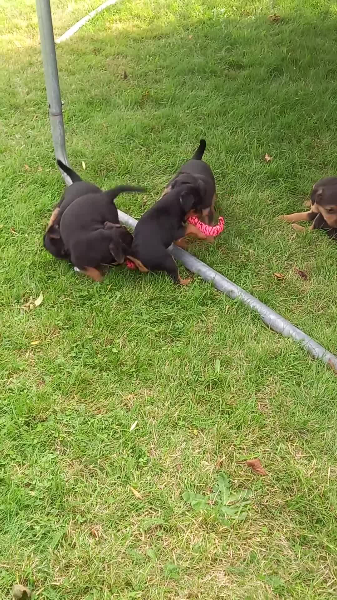 Mixed Breed dogs for sale: Border X Lakeland Terrier Puppies - Video 1