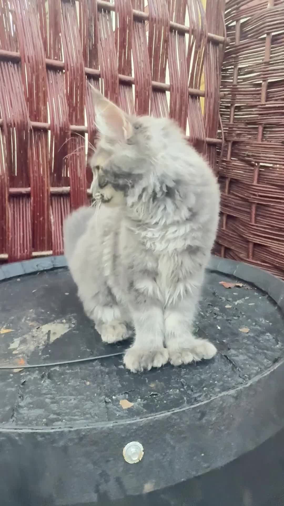 Maine Coon cats for sale: Polydactyl and non polydactyl kittens  - Video 3