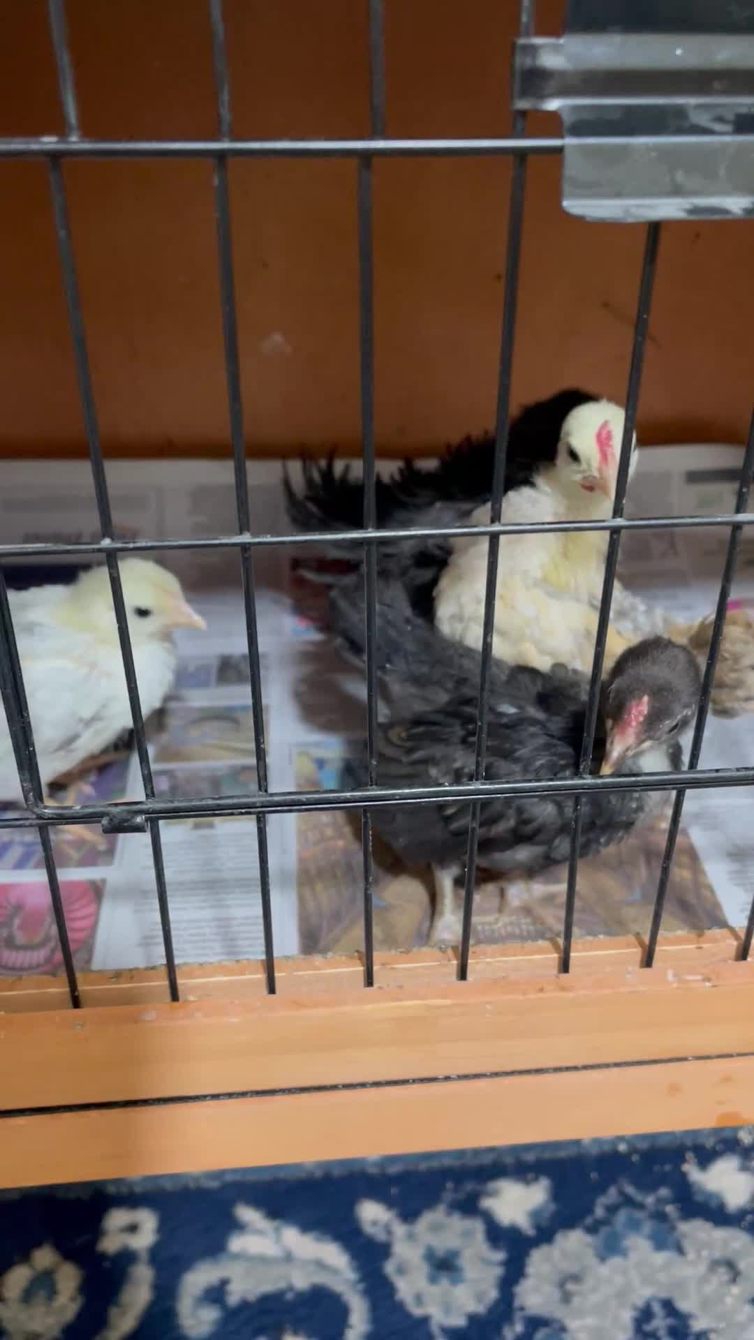 Chickens poultry for sale: Mini Serama Chicks - Video 2