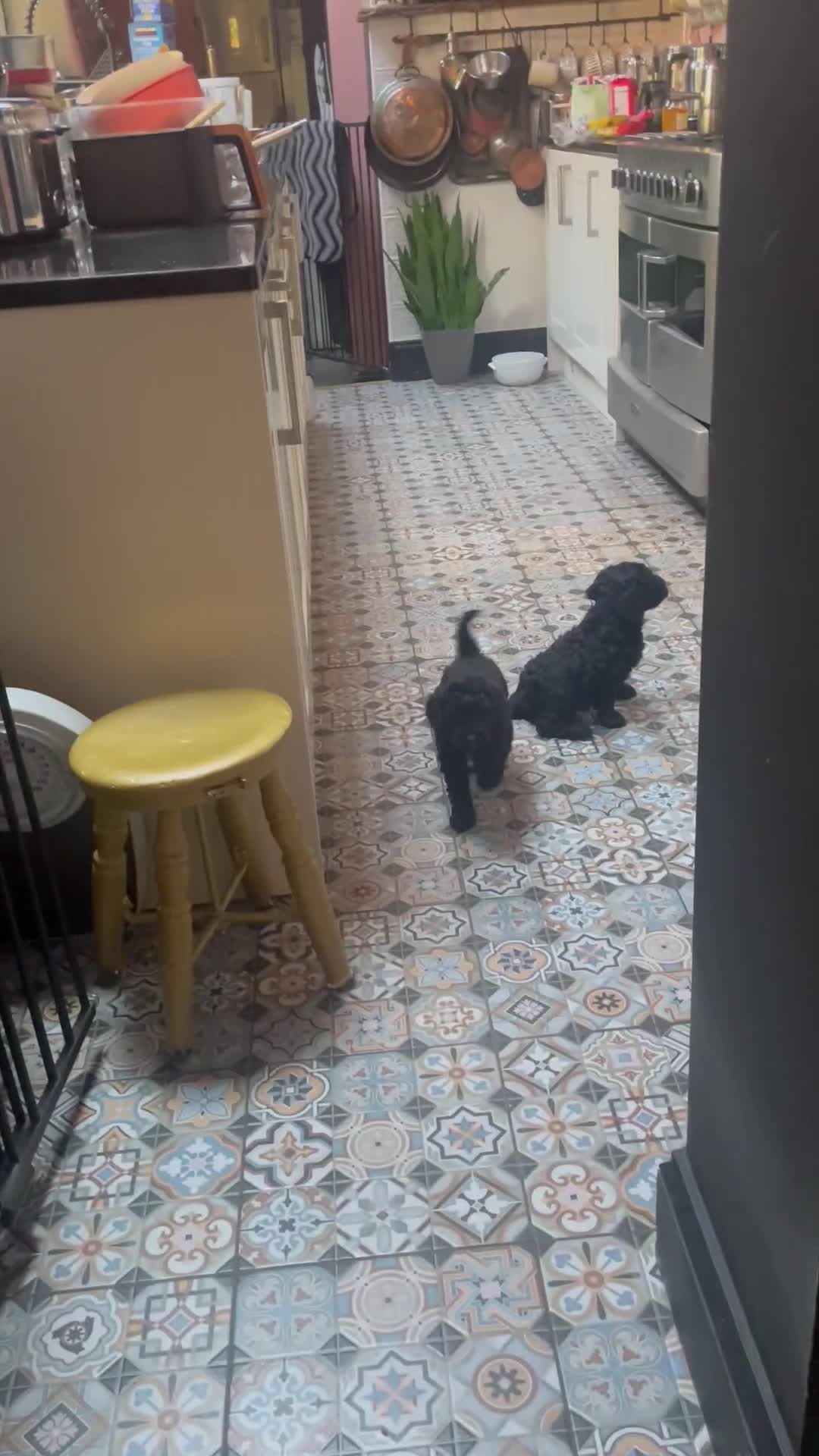 Cockapoo dogs for sale: Cockapoo puppies - Video 3