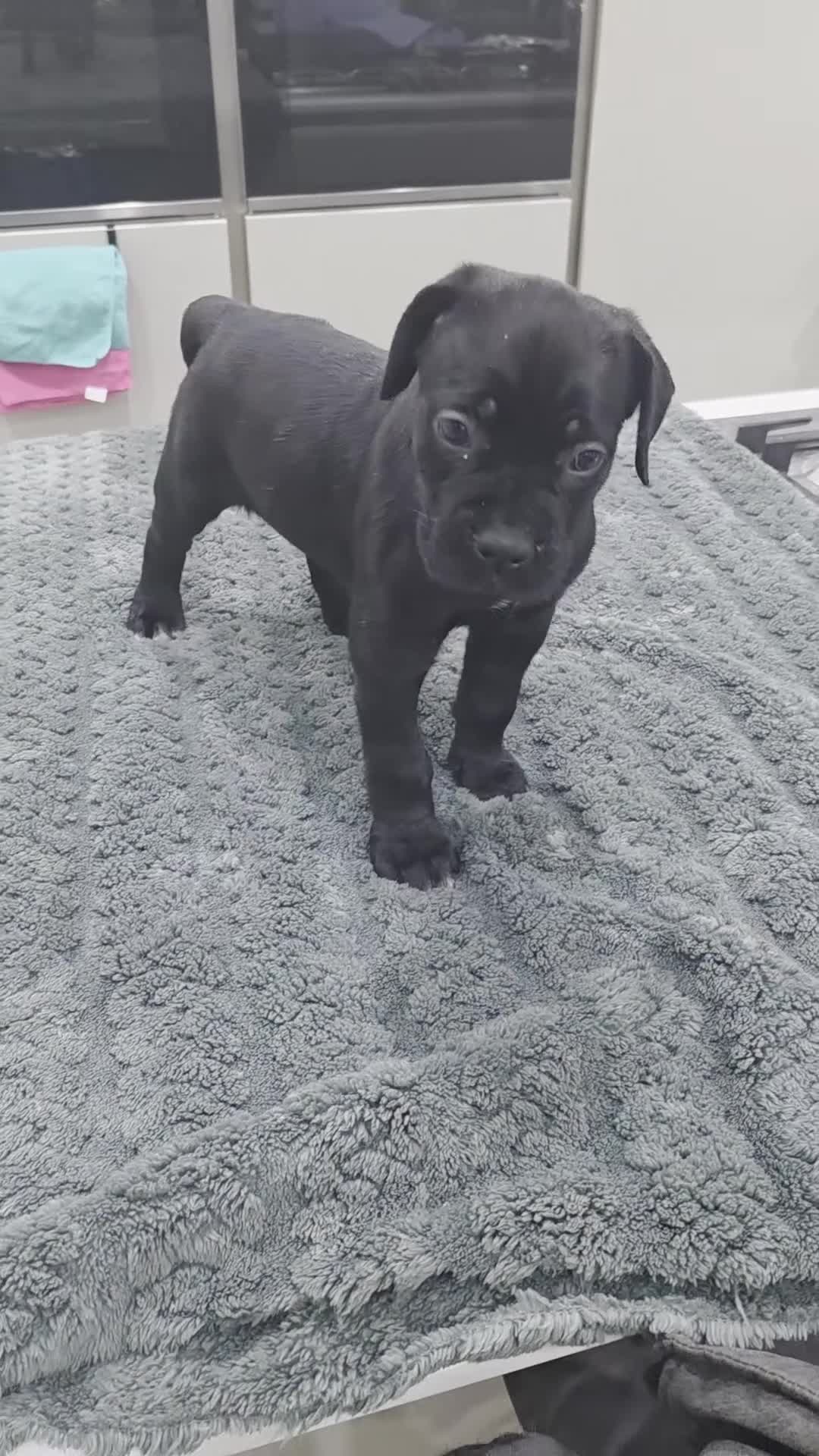 Cane Corso dogs for sale: Cane Corso Puppies - Video 1